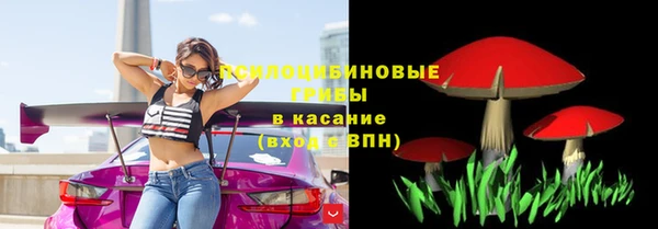 стаф Богданович